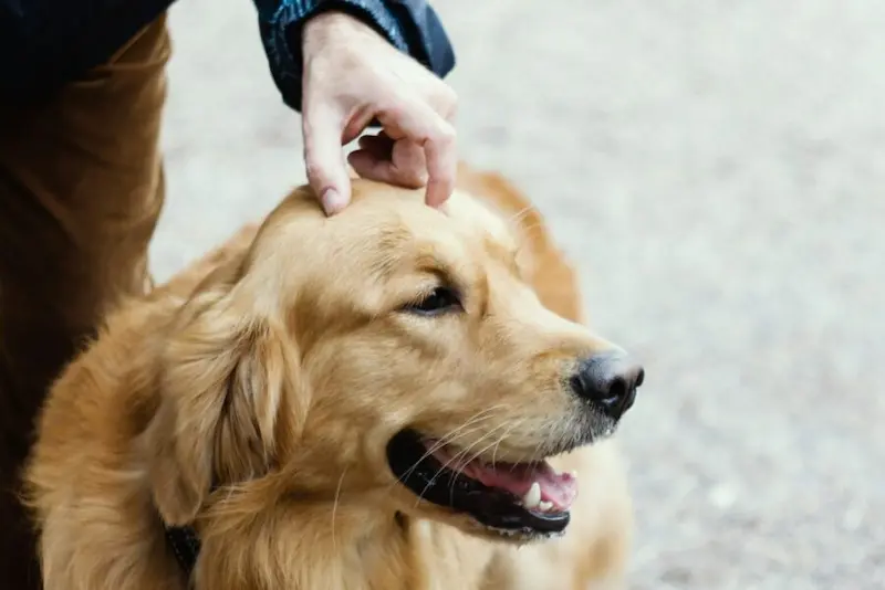 An image of someone petting a golden retriever. 